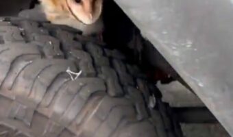 こんなところにナゼ!?車の影に隠れていた「ある生き物」を愛犬が発見!【アメリカ・動画】