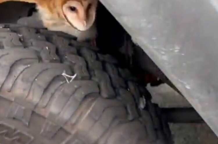 こんなところにナゼ！？車の影に隠れていた「ある生き物」を愛犬が発見！【アメリカ・動画】