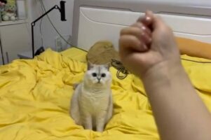 なにも落ちてこニャい！？ネコの前で物を投げるフリをした結果・・【海外・動画】