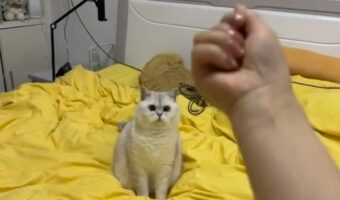 なにも落ちてこニャい!?ネコの前で物を投げるフリをした結果・・【海外・動画】
