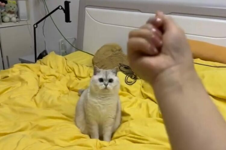 なにも落ちてこニャい！？ネコの前で物を投げるフリをした結果・・【海外・動画】