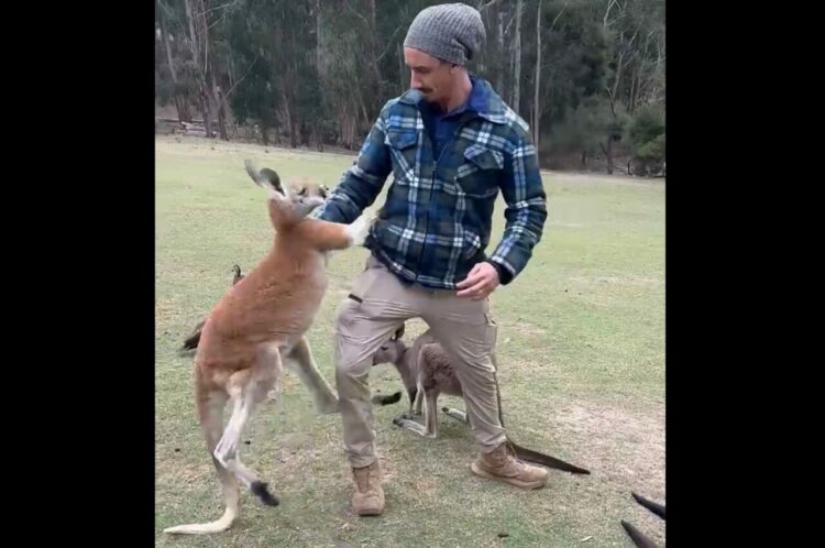 カンガルーが飛びかかるも・・。軽々といなされたカンガルーはとうとう諦めモード？【海外・動画】