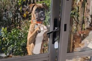 ドアを開けようと奮闘するボクサー犬。惜しい、あとちょっと・・！！【海外・動画】