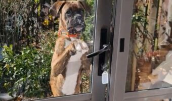 ドアを開けようと奮闘するボクサー犬。惜しい、あとちょっと・・！！【海外・動画】