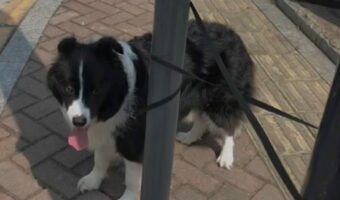リードが電柱に絡まった!?このピンチを賢いボーダーコリーが自分で解決!!【海外・動画】