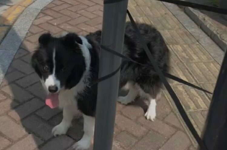 リードが電柱に絡まった！？このピンチを賢いボーダーコリーが自分で解決！！【海外・動画】