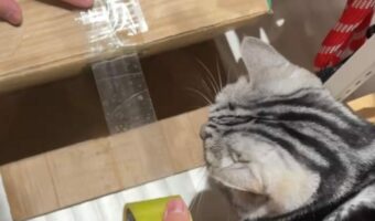 「ネコの手貸そうか？」ダンボール箱に貼り付けたテープをカットしたい。するとネコが・・【海外・動画】
