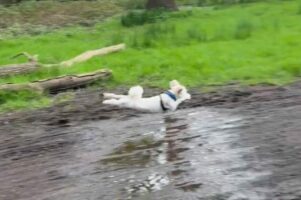 水たまりをぴょ〜ん！水が苦手なプードルが披露したスーパージャンプに絶賛の声【海外・動画】