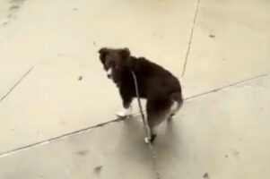 「しっかり握ってないとダメでしょ！」愛犬のリードを離したら・・注意された⁉【アメリカ・動画】