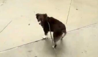 「しっかり握ってないとダメでしょ!」愛犬のリードを離したら・・注意された⁉【アメリカ・動画】