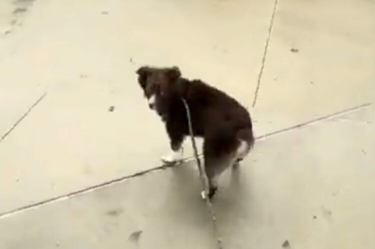 「しっかり握ってないとダメでしょ！」愛犬のリードを離したら・・注意された⁉【アメリカ・動画】