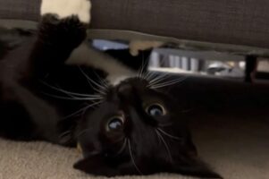 ベッドの下を見てみたら・・。かわいすぎるモンスターが大暴走中！！【海外・動画】