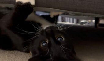 ベッドの下を見てみたら・・。かわいすぎるモンスターが大暴走中！！【海外・動画】