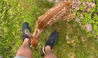 茂みから子ジカが出てきた!駆け寄ってくると挨拶もしてくれた!?【アメリカ・動画】