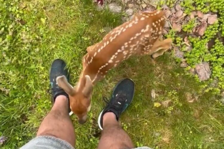 茂みから子ジカが出てきた！駆け寄ってくると挨拶もしてくれた！？【アメリカ・動画】