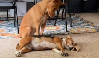 「はやく起きないかな～？」お昼寝中のお友達を隣でじっと待つイヌが健気でカワイイ！！【アメリカ・動画】