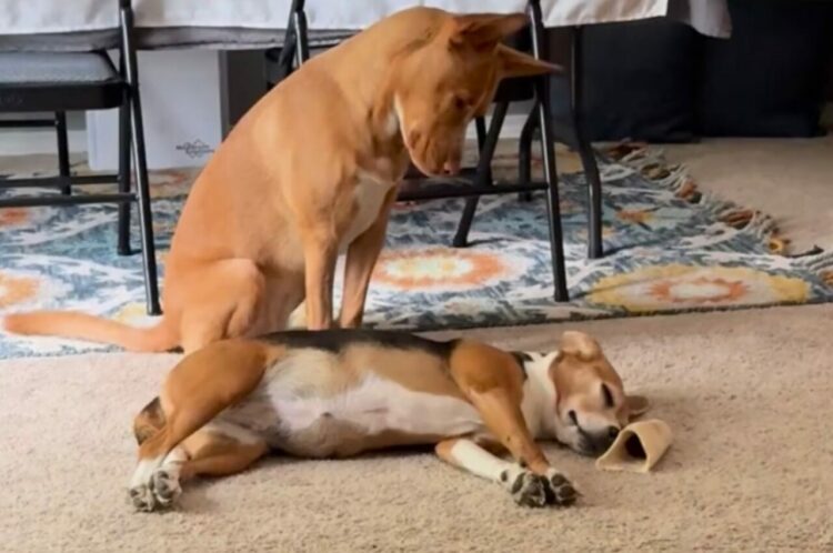 「はやく起きないかな～？」お昼寝中のお友達を隣でじっと待つイヌが健気でカワイイ！！【アメリカ・動画】