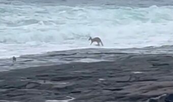 カンガルーの意外な特技にビックリ!?ビーチに現れたカンガルーが海に向かってぴょんぴょん跳ねていき・・!【海外・動画】