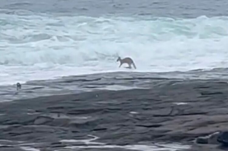 カンガルーの意外な特技にビックリ！？ビーチに現れたカンガルーが海に向かってぴょんぴょん跳ねていき・・！【海外・動画】
