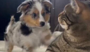 肩トントンからのキス！？新しくやってきた子犬から先住ネコにかわいい「はじめまして」のご挨拶！！【海外・動画】