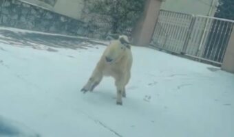 ターキンがスキーしてる!?雪が積もった坂をそろりそろりと滑っていく【海外・動画】