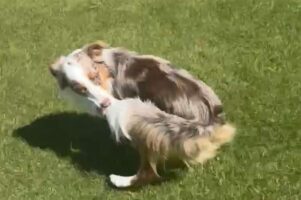 オーストラリアンシェパードが自分のしっぽをくわえて走っていたら・・！？痛そうなハプニング発生！！【海外・動画】