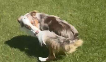 オーストラリアンシェパードが自分のしっぽをくわえて走っていたら・・！？痛そうなハプニング発生！！【海外・動画】