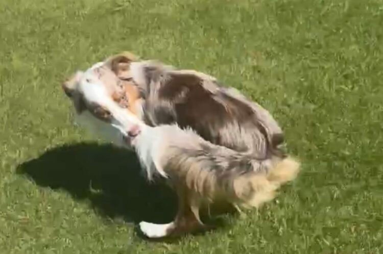 オーストラリアンシェパードが自分のしっぽをくわえて走っていたら・・！？痛そうなハプニング発生！！【海外・動画】