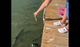 魚にエサをあげようとしたらビックリ仰天!!まさかの相手の横取りに驚愕した!【アメリカ・動画】