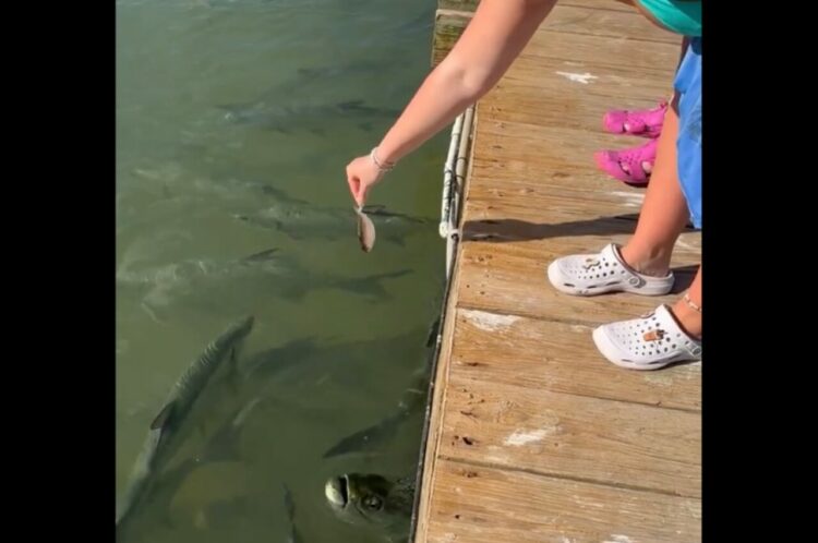 魚にエサをあげようとしたらビックリ仰天！！まさかの相手の横取りに驚愕した！【アメリカ・動画】