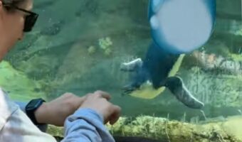 ペンギンは女性の指に夢中!上下に動く指に合わせて一心不乱に首を振る!!
