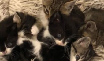 ベッドにぎゅうぎゅう丸まる子猫たち。その数なんと・・７匹！？【アメリカ・動画】