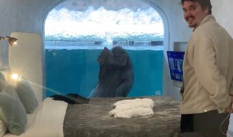 一度泊まってみたい！客室から水族館の人気者を好きなだけ眺められる贅沢なホテルが話題に【海外・動画】