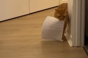 ネコは有能なアシスタント！？飼い主さんのもとまで「あるもの」を運んできてくれた！！【海外・動画】