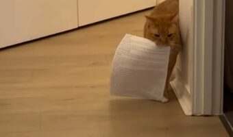 ネコは有能なアシスタント!?飼い主さんのもとまで「あるもの」を運んできてくれた!!【海外・動画】
