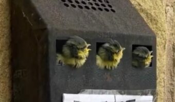 意外な場所に作られた鳥の巣。ヒナたちが顔を覗かせるその場所とは・・!?【海外・動画】