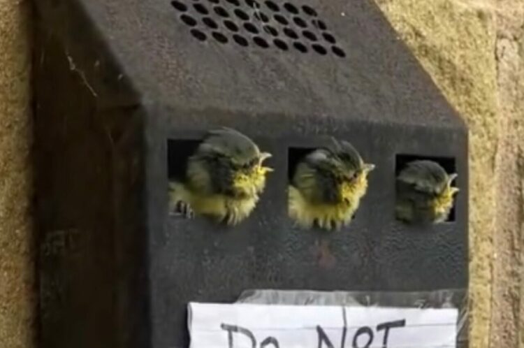 意外な場所に作られた鳥の巣。ヒナたちが顔を覗かせるその場所とは・・！？【海外・動画】
