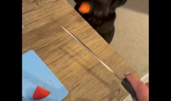 センサーがついてる？イチゴの切れ端をまな板から飛ばすと・・素早く反応した子が！！【海外・動画】