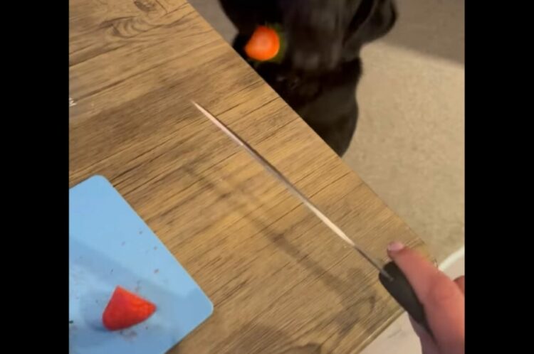 センサーがついてる？イチゴの切れ端をまな板から飛ばすと・・素早く反応した子が！！【海外・動画】