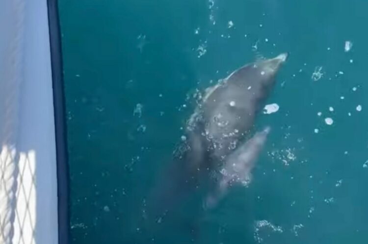 ボートの真横を並走するイルカの親子。赤ちゃんイルカはお母さんにぴったりついていく！！【アメリカ・動画】