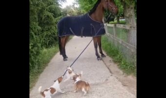「こっちこっち!」馬を散歩させたい子犬たち。力いっぱい手綱を引っ張りますが文字通り馬力が違った!!【海外・動画】