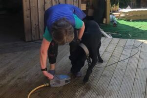 まるでコント！？飼い主さんに驚かされた愛犬が仕返しに打って出た！！【海外・動画】