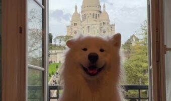 パリの絶景もさらに良く映える!サモエドの左右の耳が交互にピョコピョコ!!【海外・動画】