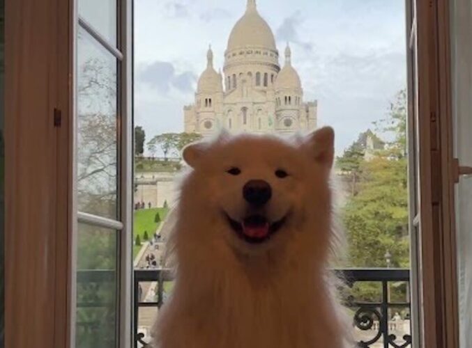 パリの絶景もさらに良く映える！サモエドの左右の耳が交互にピョコピョコ！！【海外・動画】