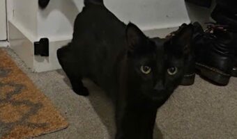 玄関でかくれんぼ?並べられた靴にひっそり黒猫が!!【海外・動画】