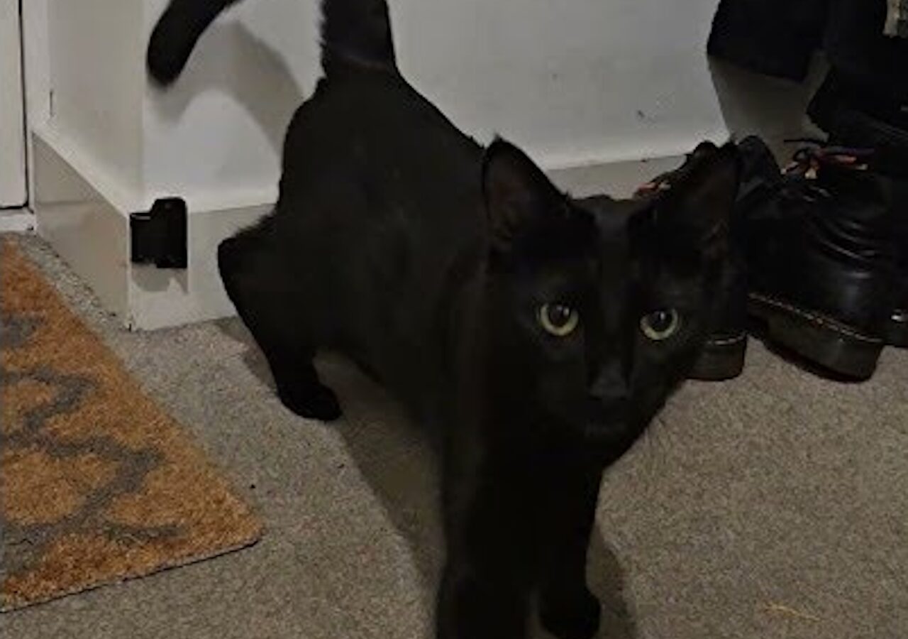 玄関でかくれんぼ?並べられた靴にひっそり黒猫が!!【海外・動画】