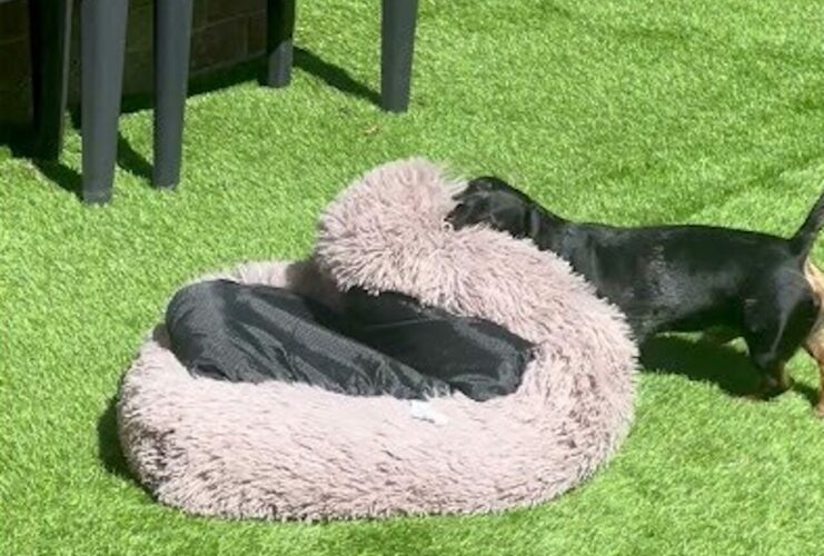 ヨイショ・・ヨイショ・・とベッドを運ぶダックスフンド。最高のお昼寝の準備中！！【海外・動画】