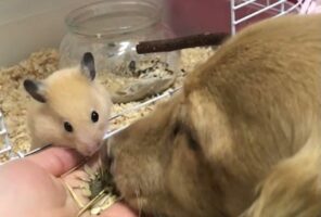 一緒にモグモグ。ハムスターと愛犬が仲良くおやつタイム