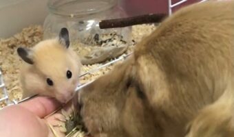 一緒にモグモグ。ハムスターと愛犬が仲良くおやつタイム