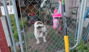 外に出たいアピールをするブルドッグ。フェンスの前でじっと立ち尽くしているけど実は・・!!【アメリカ・動画】
